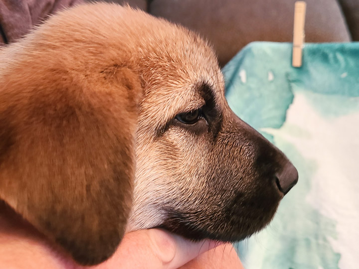 chinook puppy